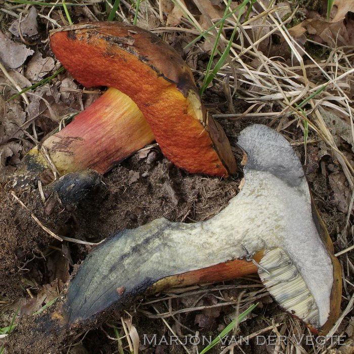 Gewone heksenboleet  - Neoboletus erythropus 